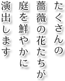 たくさんの薔薇の花たちが庭を鮮やかに演出します