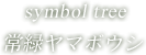 symbol tree 常緑ヤマボウシ