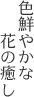 色鮮やかな花の癒し